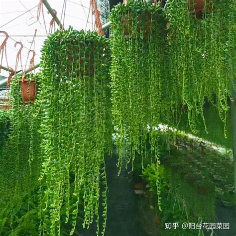 垂吊植物有哪些|12种垂吊植物，家里随便养好一种就能美炸了